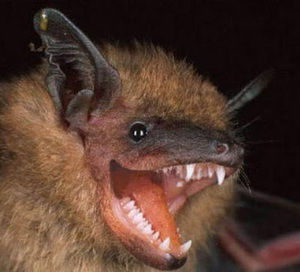 Meet your Posher, Stella